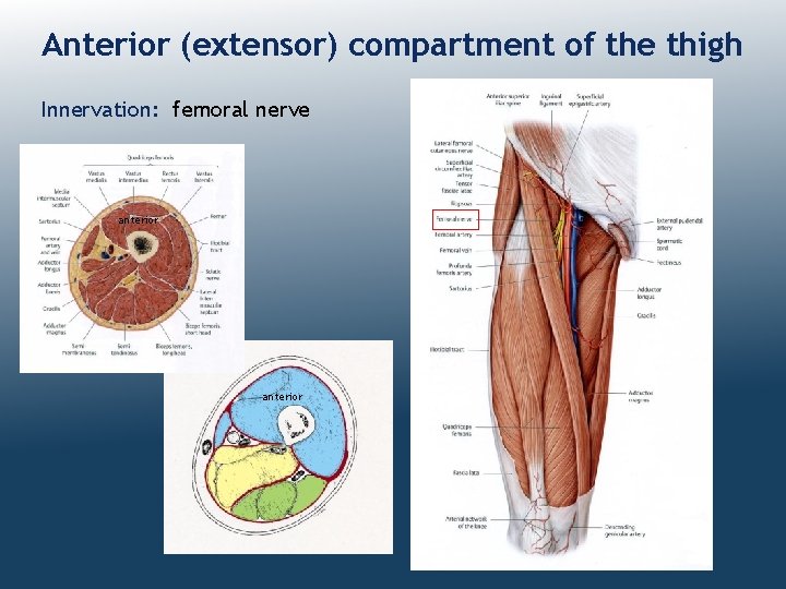 Anterior (extensor) compartment of the thigh Innervation: femoral nerve anterior 