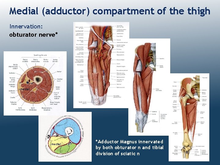 Medial (adductor) compartment of the thigh Innervation: obturator nerve* medial *Adductor Magnus innervated by