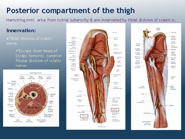 Posterior compartment of the thigh Hamstring mm: arise from ischial tuberosity & are innervated