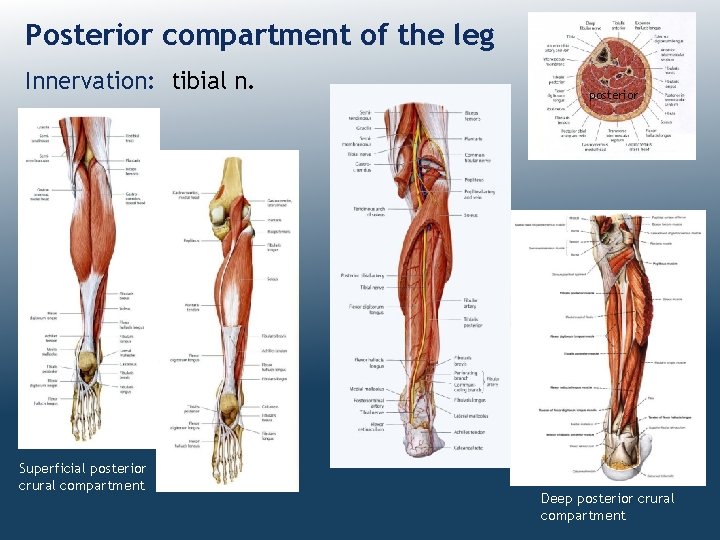 Posterior compartment of the leg Innervation: tibial n. Superficial posterior crural compartment posterior Deep