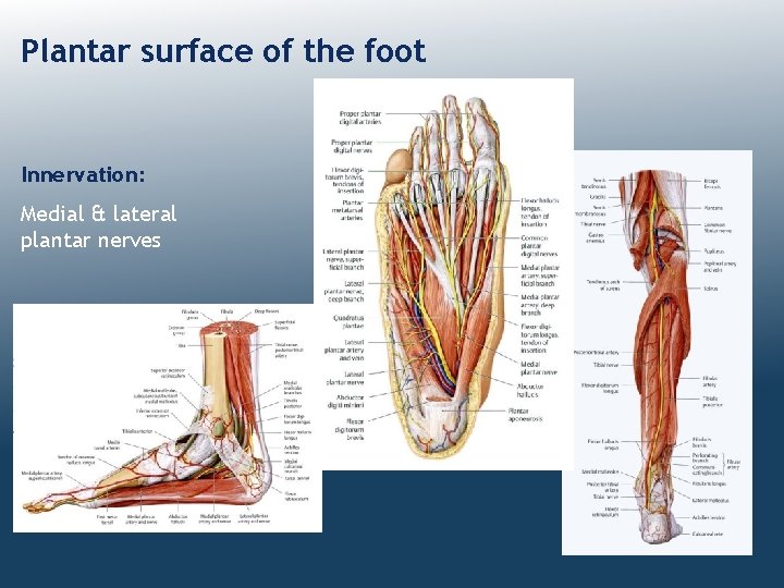 Plantar surface of the foot Innervation: Medial & lateral plantar nerves 