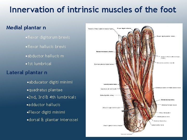 Innervation of intrinsic muscles of the foot Medial plantar n • flexor digitorum brevis