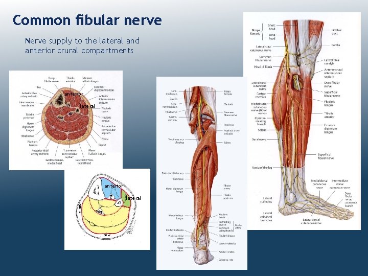 Common fibular nerve Nerve supply to the lateral and anterior crural compartments anterior lateral