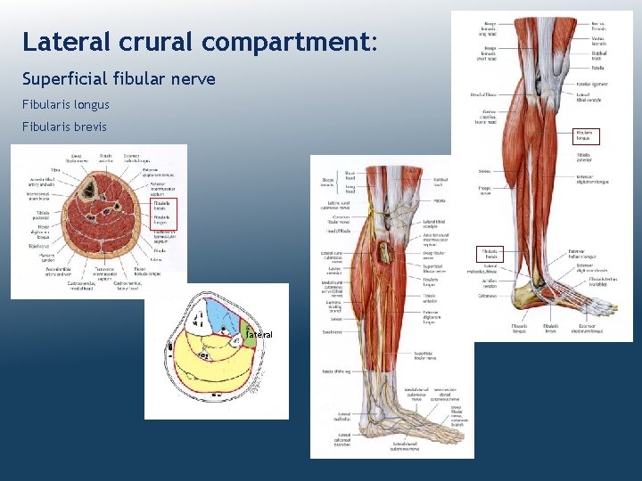 Lateral crural compartment: Superficial fibular nerve Fibularis longus Fibularis brevis lateral 