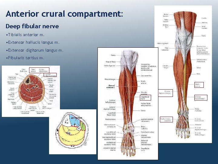 Anterior crural compartment: Deep fibular nerve • Tibialis anterior m. • Extensor hallucis longus