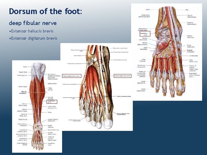 Dorsum of the foot: deep fibular nerve • Extensor hallucis brevis • Extensor digitorum