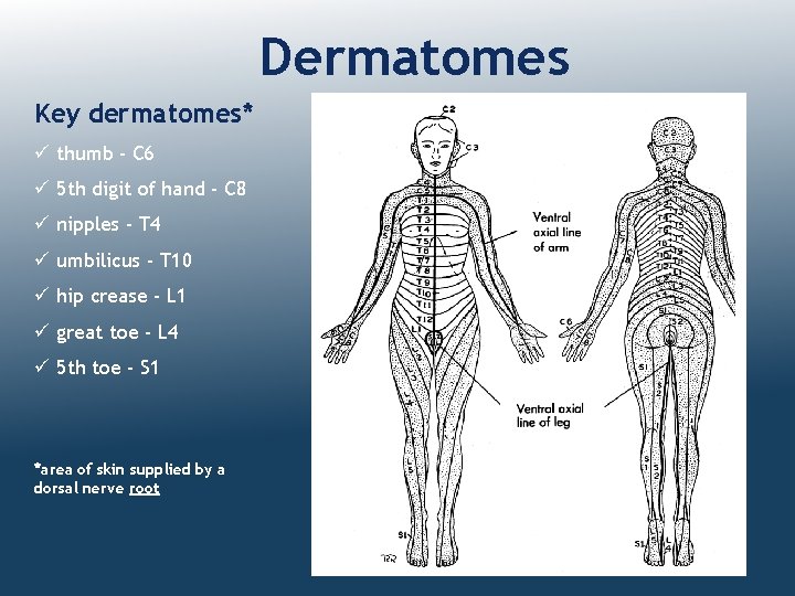 Dermatomes Key dermatomes* ü thumb - C 6 ü 5 th digit of hand