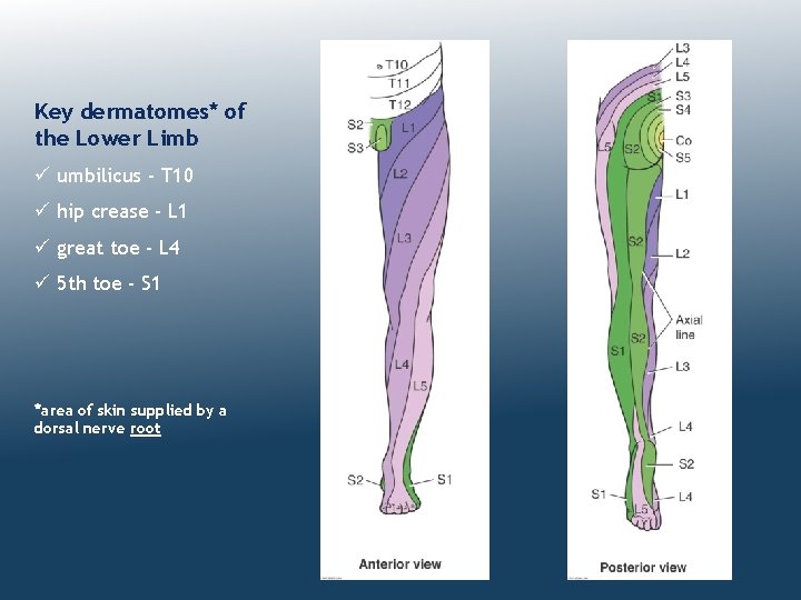 Key dermatomes* of the Lower Limb ü umbilicus - T 10 ü hip crease