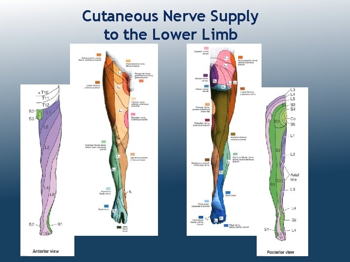 Cutaneous Nerve Supply to the Lower Limb 