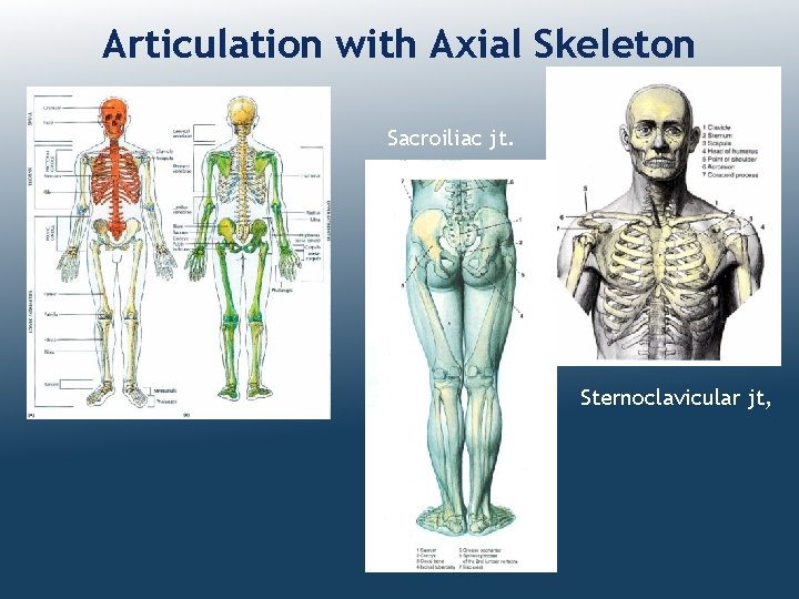 Articulation with Axial Skeleton Sacroiliac jt. Sternoclavicular jt, 