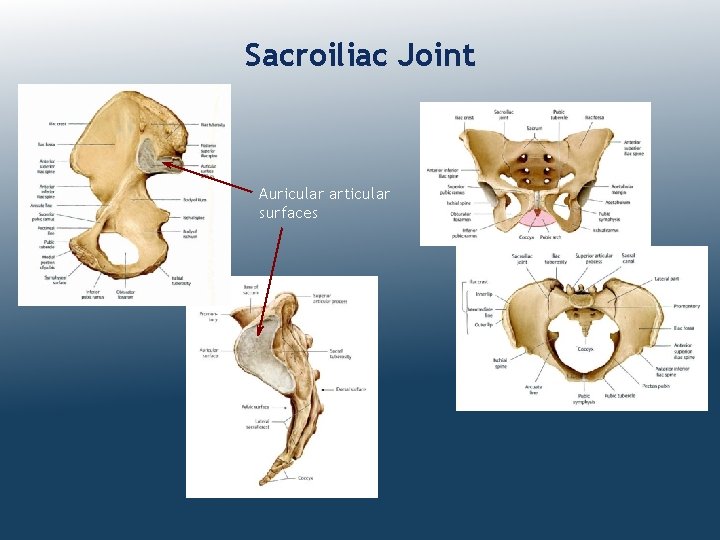 Sacroiliac Joint Auricular articular surfaces 