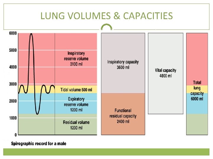 LUNG VOLUMES & CAPACITIES 