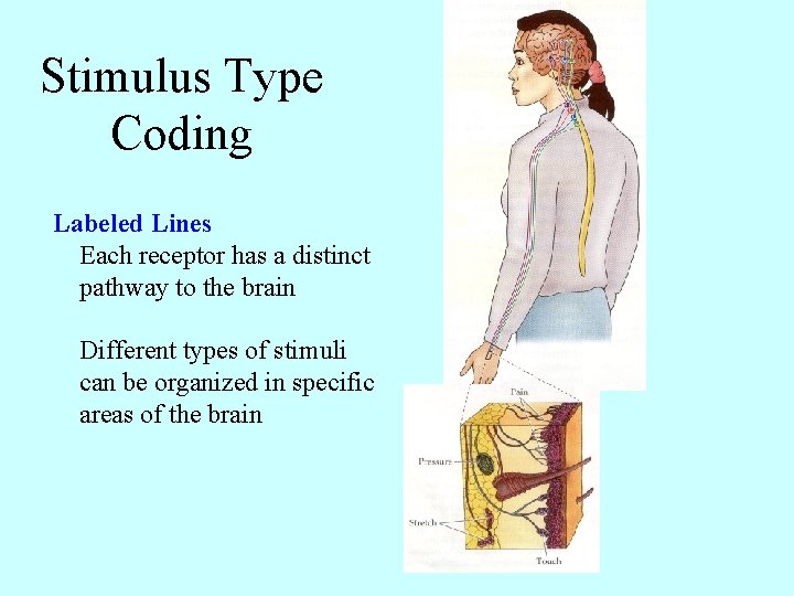 Stimulus Type Coding Labeled Lines Each receptor has a distinct pathway to the brain