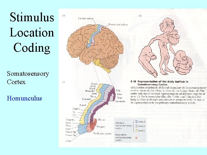 Stimulus Location Coding Somatosensory Cortex Homunculus 
