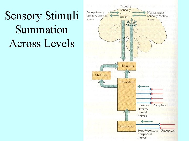 Sensory Stimuli Summation Across Levels 