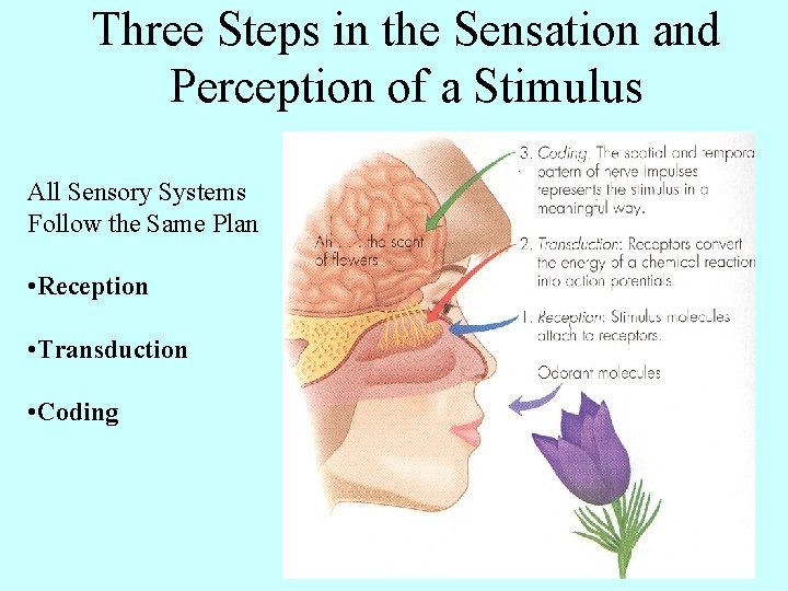 Three Steps in the Sensation and Perception of a Stimulus All Sensory Systems Follow