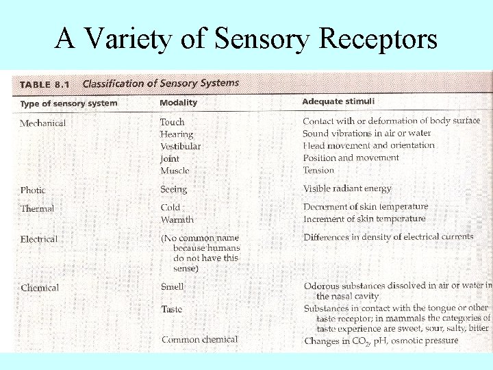 A Variety of Sensory Receptors 