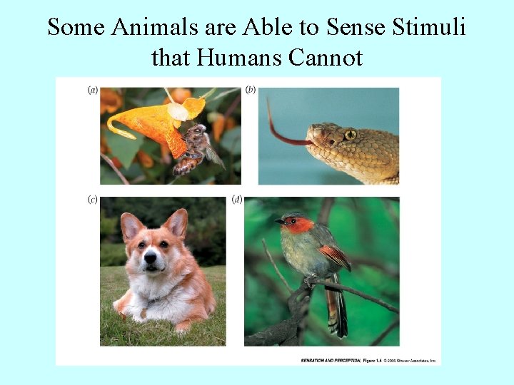Some Animals are Able to Sense Stimuli that Humans Cannot 