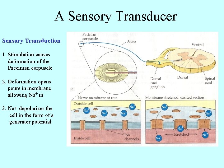 A Sensory Transducer Sensory Transduction 1. Stimulation causes deformation of the Paccinian corpuscle 2.