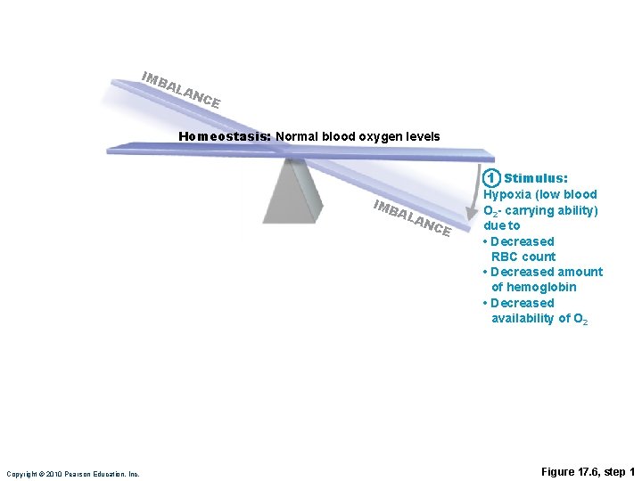 IMB AL AN CE Homeostasis: Normal blood oxygen levels 1 Stimulus: IMB AL Copyright