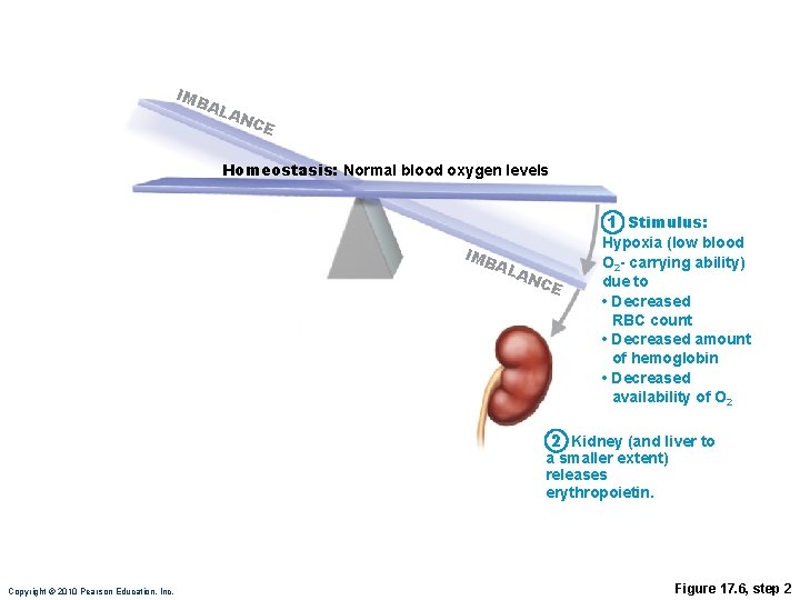 IMB AL AN CE Homeostasis: Normal blood oxygen levels 1 Stimulus: IMB AL AN