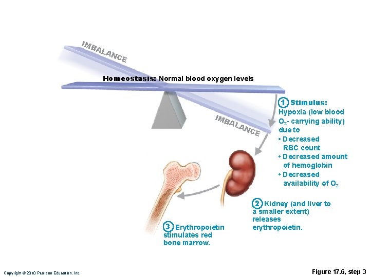 IMB AL AN CE Homeostasis: Normal blood oxygen levels 1 Stimulus: IMB AL AN