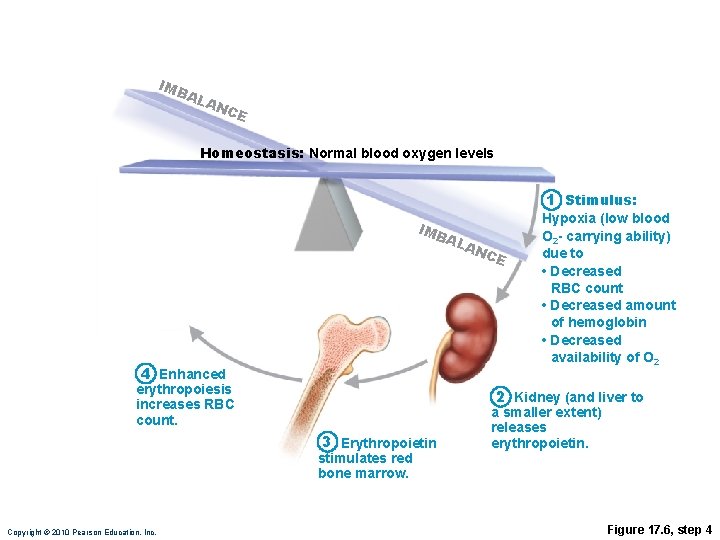 IMB AL AN CE Homeostasis: Normal blood oxygen levels 1 Stimulus: IMB AL 4