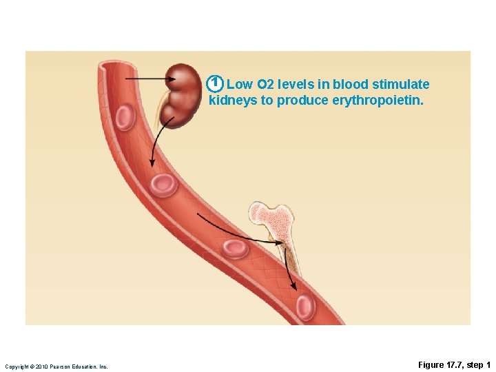 1 Low O 2 levels in blood stimulate kidneys to produce erythropoietin. Copyright ©