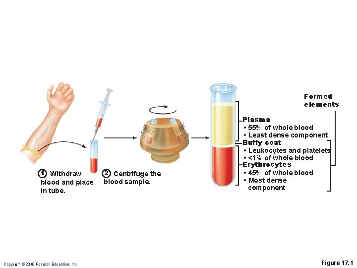 Formed elements 1 Withdraw 2 Centrifuge the blood and place in tube. blood sample.