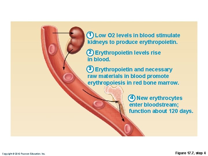 1 Low O 2 levels in blood stimulate kidneys to produce erythropoietin. 2 Erythropoietin
