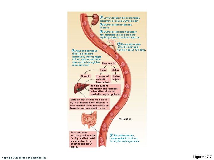 1 Low O levels in blood stimulate 2 kidneys to produce erythropoietin. 2 Erythropoietin