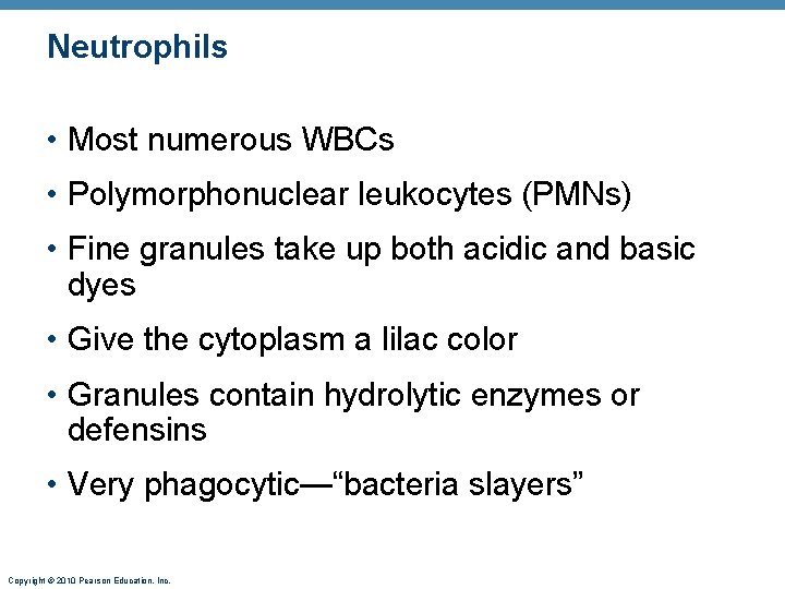 Neutrophils • Most numerous WBCs • Polymorphonuclear leukocytes (PMNs) • Fine granules take up