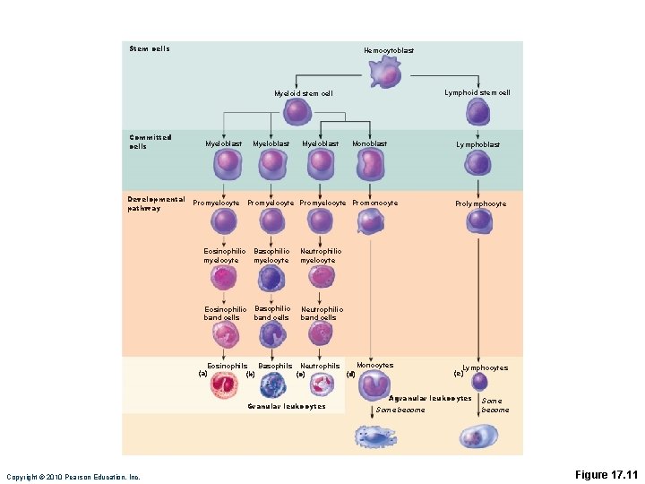 Stem cells Hemocytoblast Lymphoid stem cell Myeloid stem cell Committed cells Developmental pathway Myeloblast