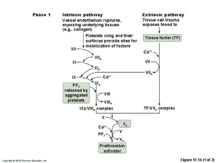Phase 1 Intrinsic pathway Vessel endothelium ruptures, exposing underlying tissues (e. g. , collagen)