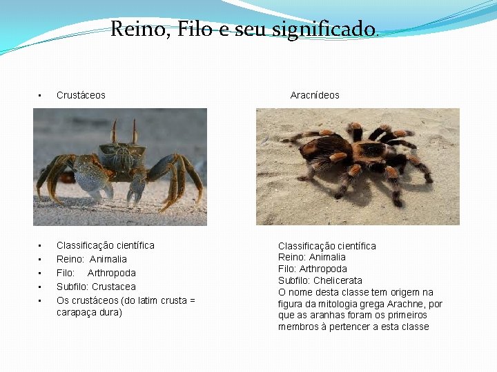 Reino, Filo e seu significado. • Crustáceos Aracnídeos • • • Classificação científica Reino: