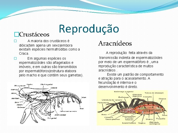 �Crustáceos Reprodução A maioria dos crustáceos é dióica(tem apena um sexo)embora existam espécies hermafroditas