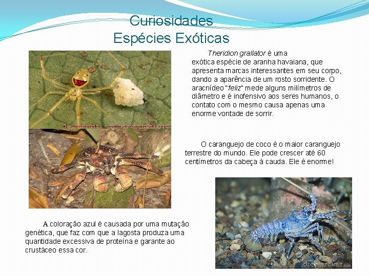 Curiosidades Espécies Exóticas Theridion grallator é uma exótica espécie de aranha havaiana, que apresenta