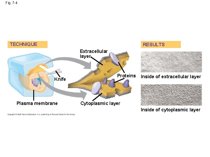 Fig. 7 -4 TECHNIQUE RESULTS Extracellular layer Knife Plasma membrane Proteins Inside of extracellular