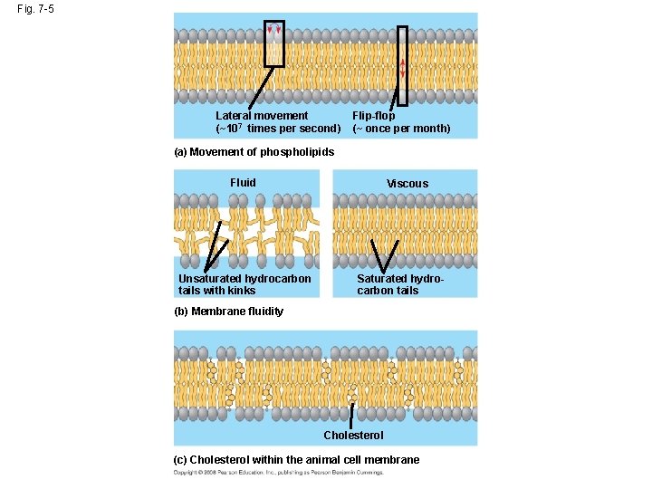 Fig. 7 -5 Lateral movement (~107 times per second) Flip-flop (~ once per month)