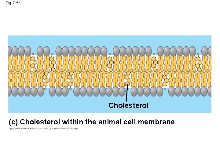 Fig. 7 -5 c Cholesterol (c) Cholesterol within the animal cell membrane 