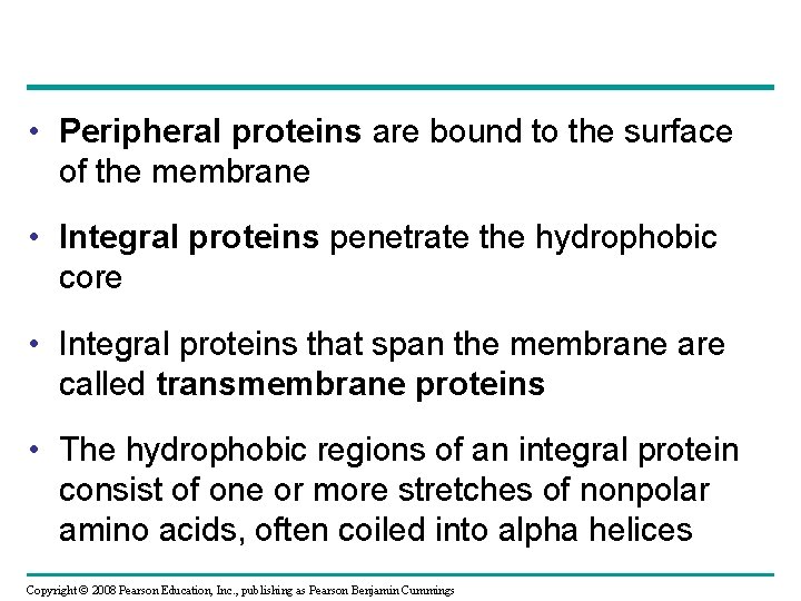  • Peripheral proteins are bound to the surface of the membrane • Integral