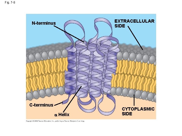 Fig. 7 -8 N-terminus C-terminus Helix EXTRACELLULAR SIDE CYTOPLASMIC SIDE 