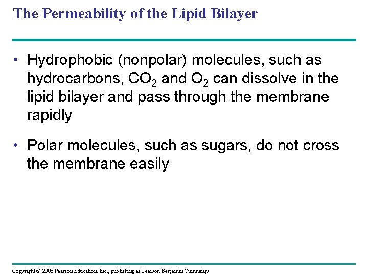 The Permeability of the Lipid Bilayer • Hydrophobic (nonpolar) molecules, such as hydrocarbons, CO