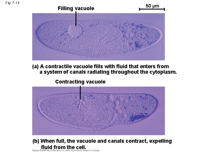 Fig. 7 -14 Filling vacuole 50 µm (a) A contractile vacuole fills with fluid