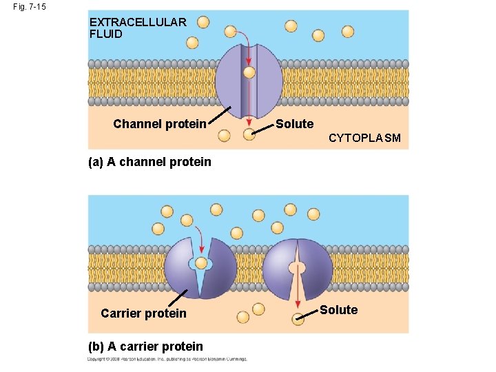 Fig. 7 -15 EXTRACELLULAR FLUID Channel protein Solute CYTOPLASM (a) A channel protein Carrier