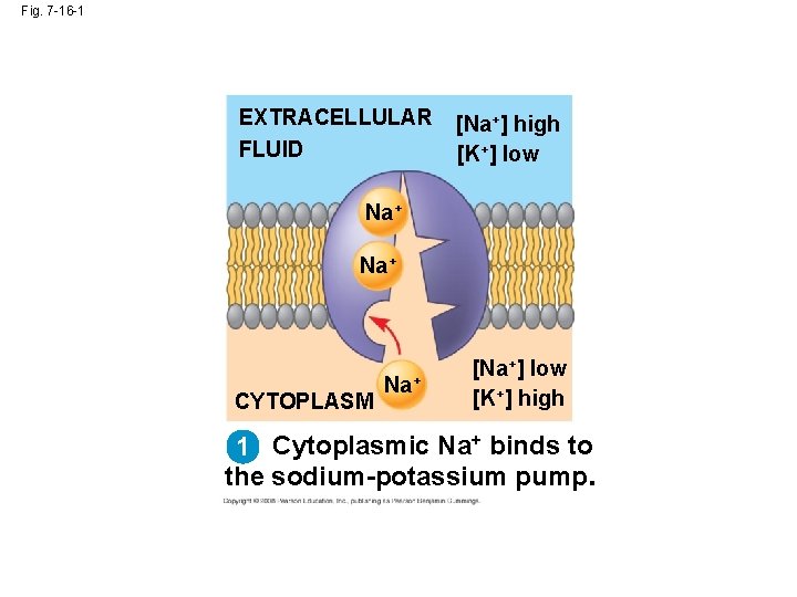 Fig. 7 -16 -1 EXTRACELLULAR FLUID [Na+] high [K+] low Na+ CYTOPLASM Na+ [Na+]