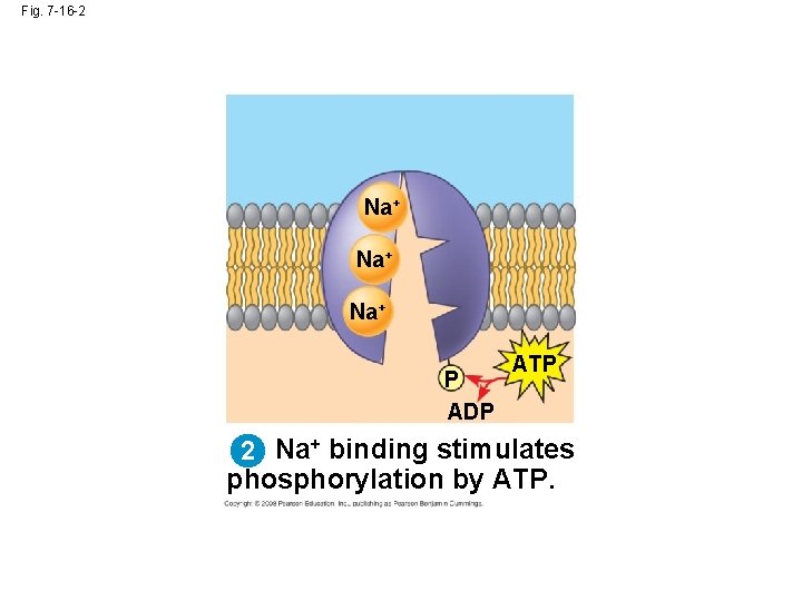 Fig. 7 -16 -2 Na+ Na+ P ADP ATP 2 Na+ binding stimulates phosphorylation