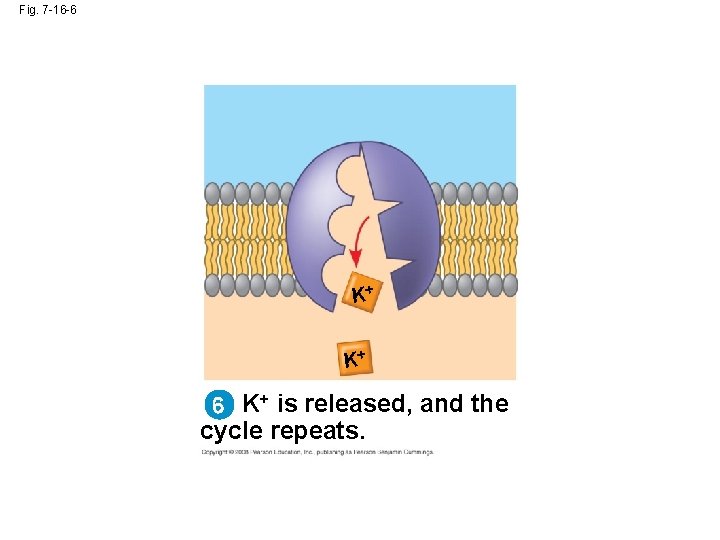 Fig. 7 -16 -6 K+ K+ 6 K+ is released, and the cycle repeats.