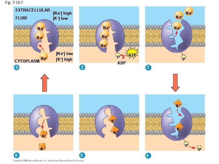 Fig. 7 -16 -7 EXTRACELLULAR FLUID [Na+] high [K+] low Na+ Na+ CYTOPLASM Na+