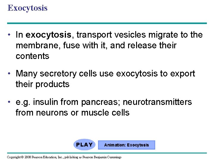 Exocytosis • In exocytosis, transport vesicles migrate to the membrane, fuse with it, and